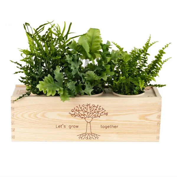 BloomsBox 'Let's grow together'